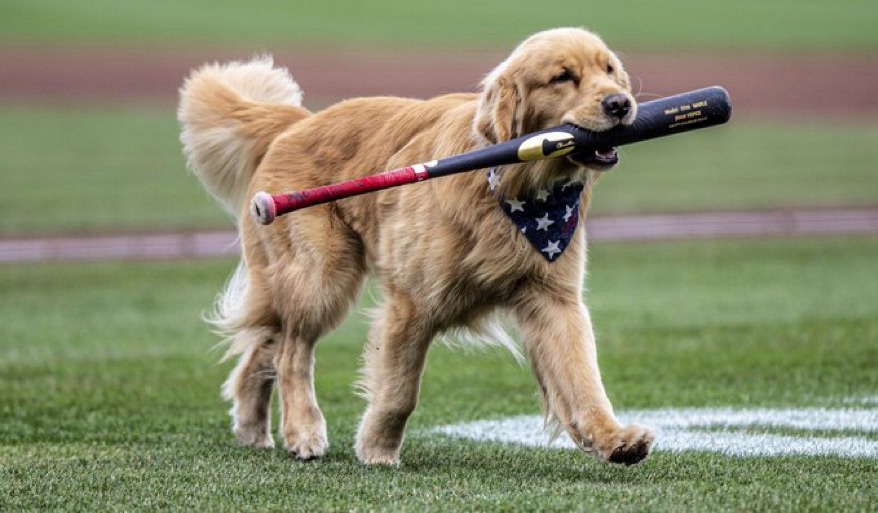 Bruce debuta como recoge bates en MLB y se roba el show en&nbsp;Washington